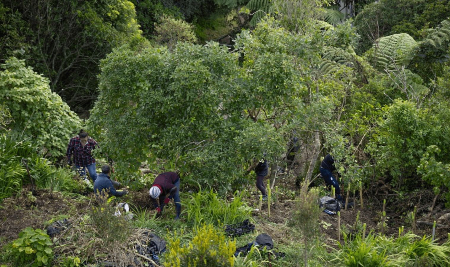 Tanera Gully Restoration Project