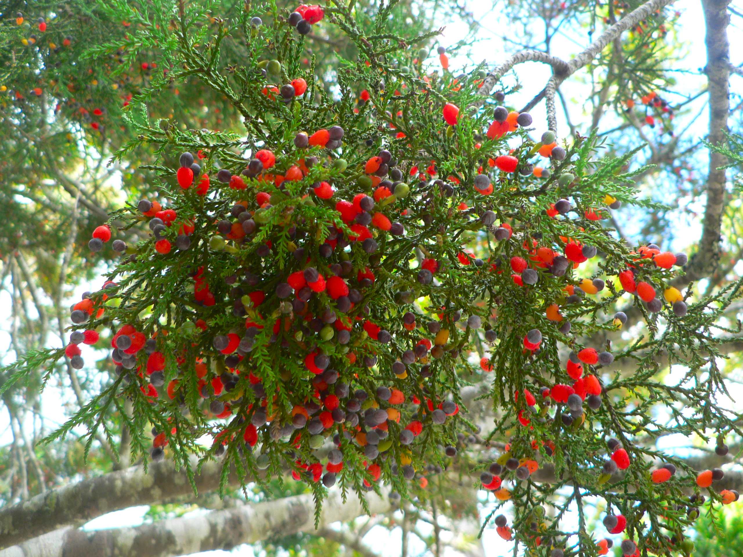 Discover the Autumn fruits of New Zealand’s native forest